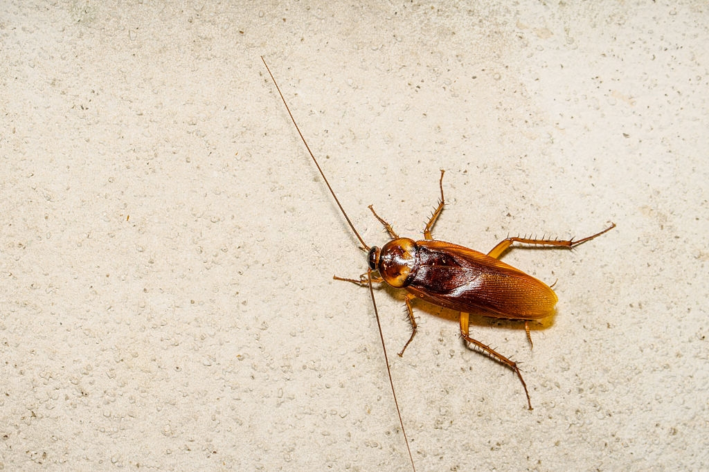 Cockroach Control, Pest Control in Leytonstone, E11. Call Now 020 8166 9746