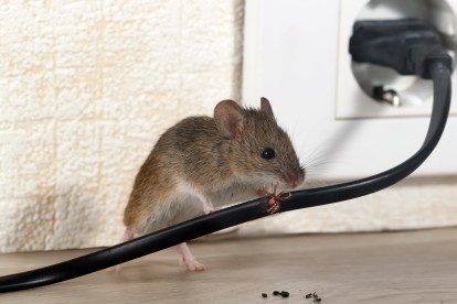 Pest Control in Leytonstone, E11. Call Now! 020 8166 9746