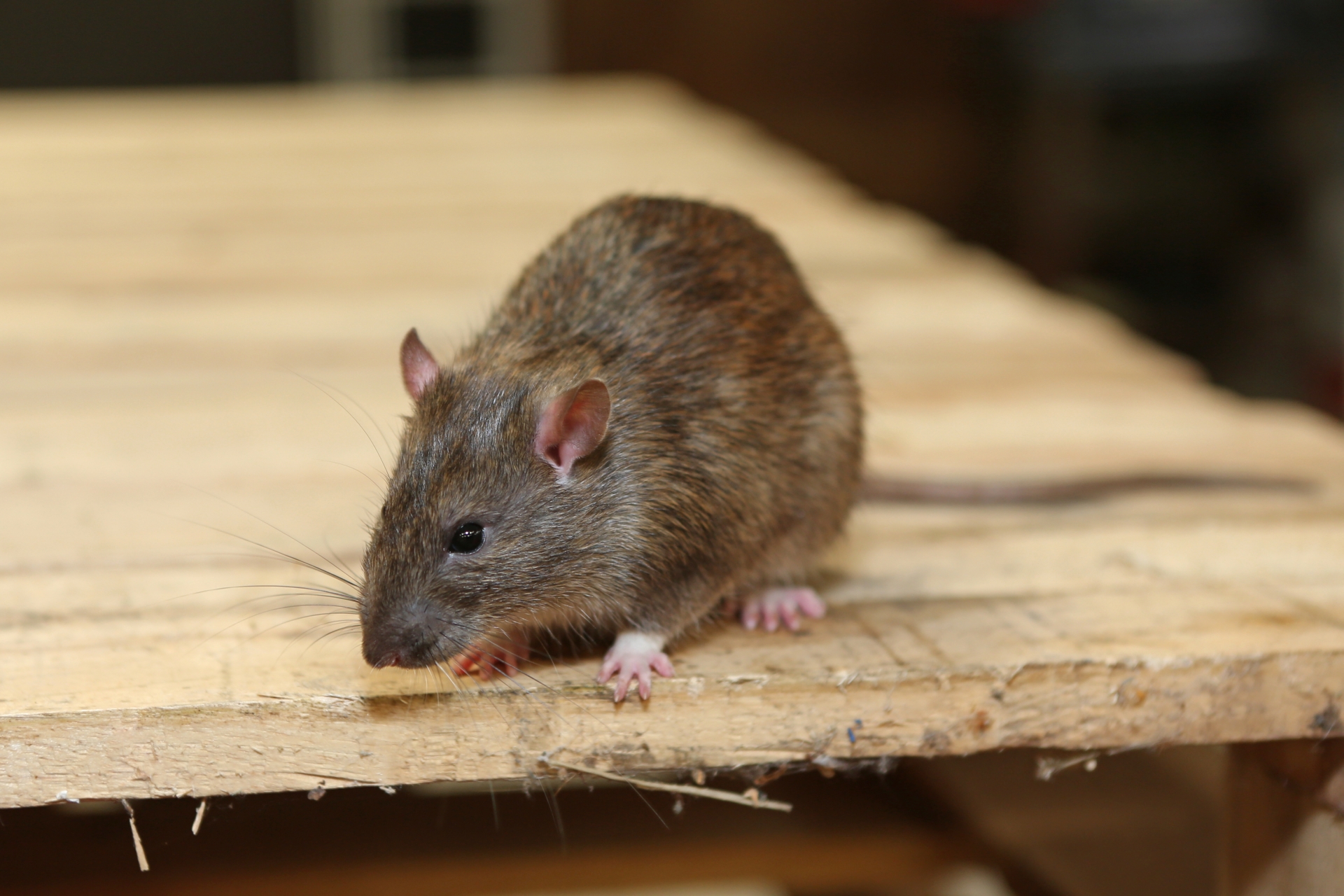 Rat Control, Pest Control in Leytonstone, E11. Call Now 020 8166 9746