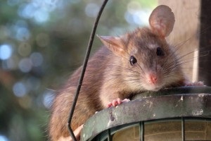 Rat extermination, Pest Control in Leytonstone, E11. Call Now 020 8166 9746