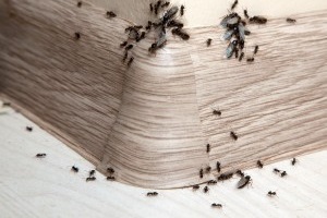 Ant Control, Pest Control in Leytonstone, E11. Call Now 020 8166 9746